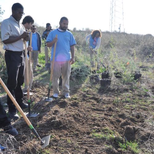 Site preparation with Mcleod rake before planting to removed weeds. Credit: California Invasive Plant Council