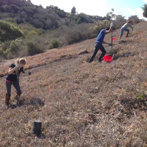 Planting shrubs into thatch of dead ice plant. Credit: Riley Pratt, Irvine Ranch Conservancy