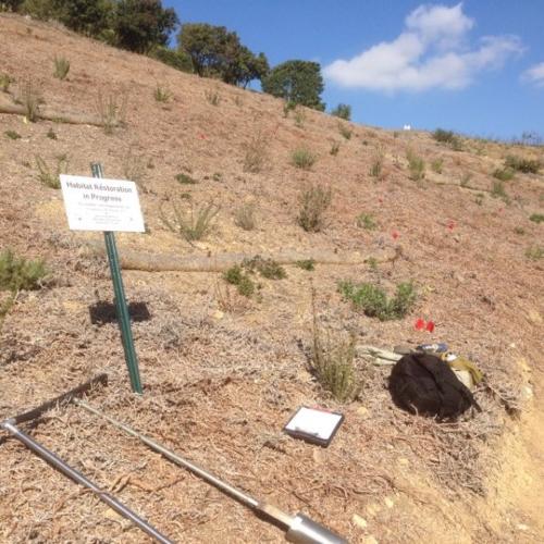 One year after planting, with ice plant mulch suppressing weeds. Credit: Riley Pratt, Irvine Ranch Conservancy