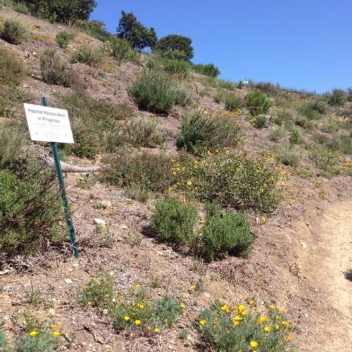 Three years after planting with no supplemental water after Year 1. Credit: Riley Pratt, Irvine Ranch Conservancy