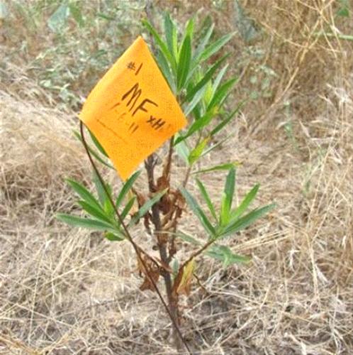 Mulefat (Baccharis salicifolia), a competitive native species for moist environments where it grows locally. Credit: Irvine Ranch Conservancy