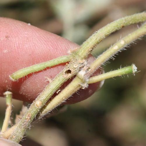 Fig. 5. Puncturevine stem weevil exit hole. Credit: Baldo Villegas, CDFA